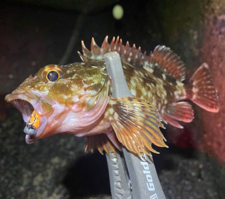 アジと根魚狙い