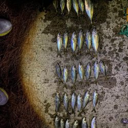 メバリングの予定だった。。。