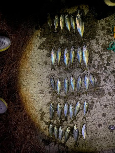 メバリングの予定だった。。。