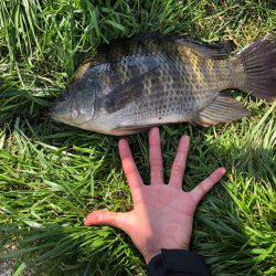 ティラピア釣り