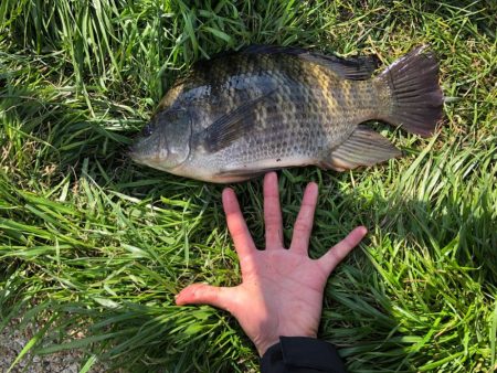 ティラピア釣り