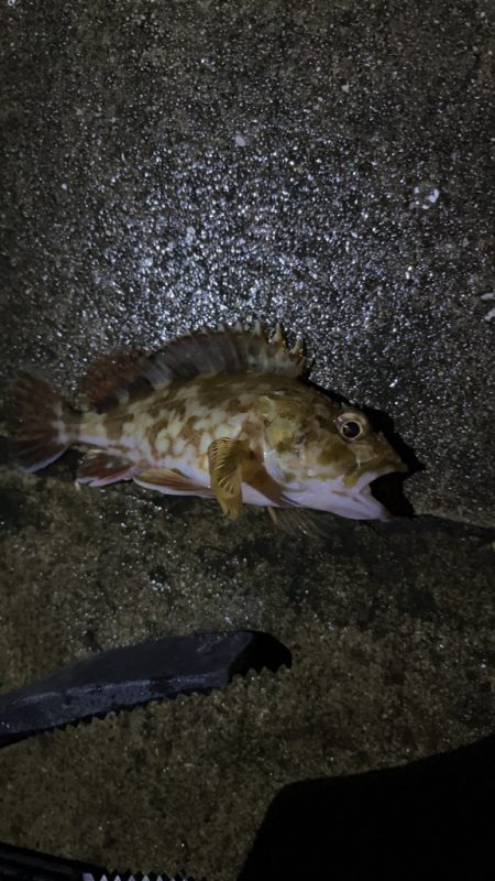 ガシラ釣れてます