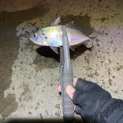 釣れる時間短い