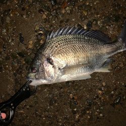 淀川のルアー釣り