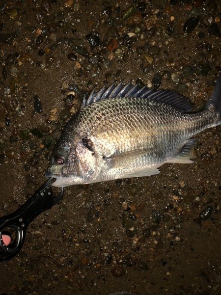 淀川のルアー釣り