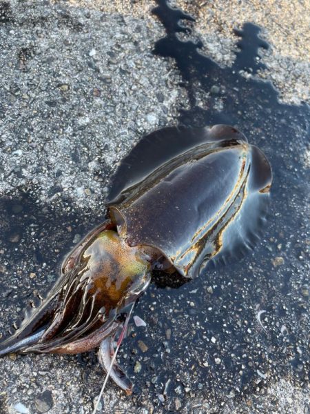 あけおめヤエン