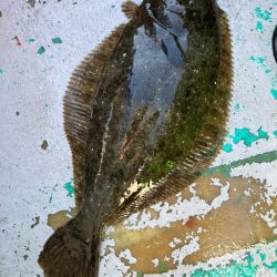 銚子沖、イワシ泳がせ