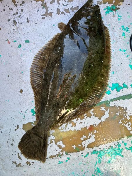 銚子沖、イワシ泳がせ