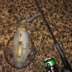 2024エギング開幕