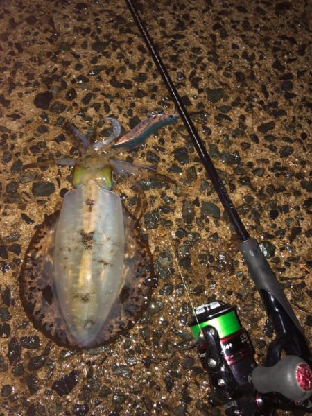 2024エギング開幕