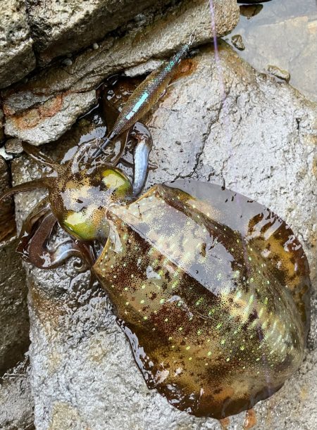 大雨に耐えて！