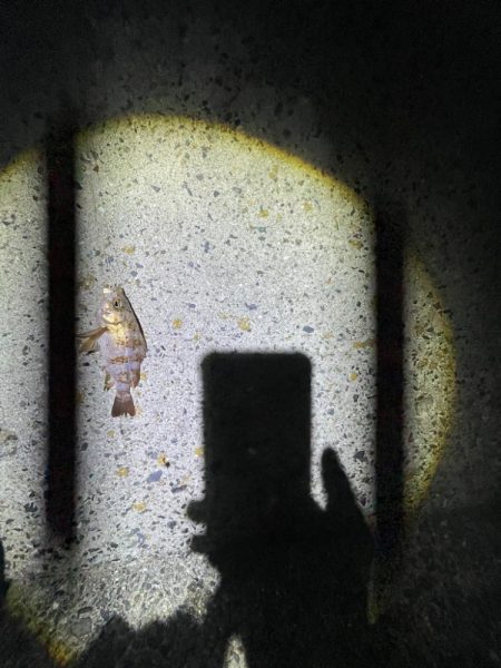 エギングは厳しかった。