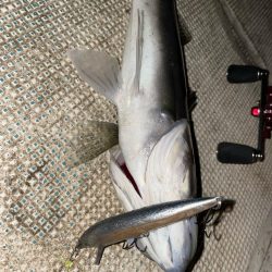 初釣りボートシーバス