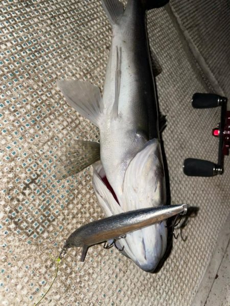 初釣りボートシーバス