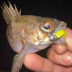 潮動いたら入れ食い!