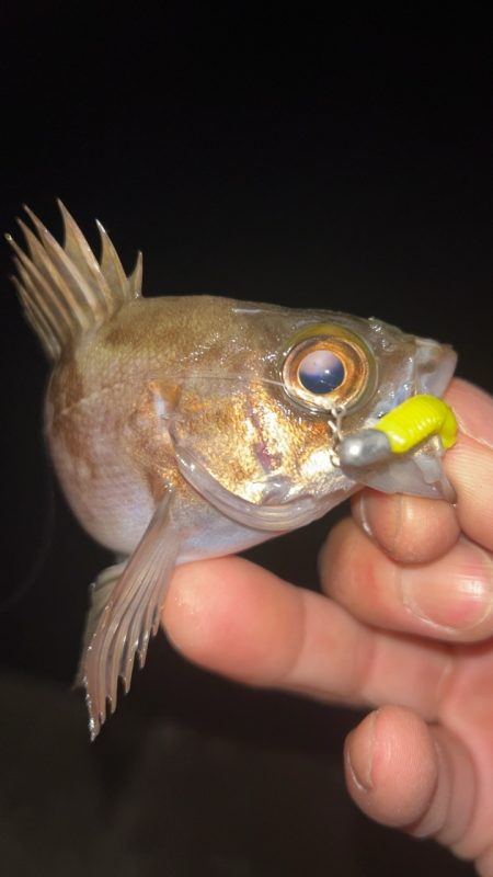 潮動いたら入れ食い!