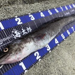 😱アナコンダ😱