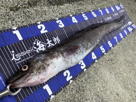 😱アナコンダ😱