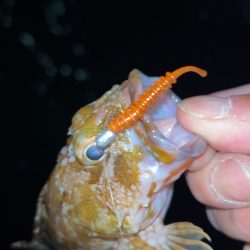 極寒メバリング