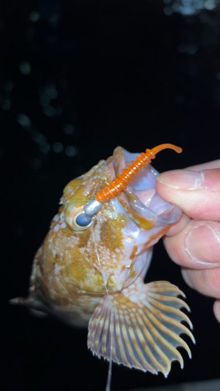 極寒メバリング