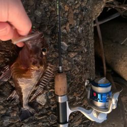 明けましておめでとうございます！