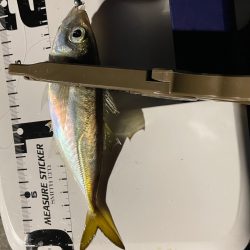 ジグ単de~アジング♪年明けの…