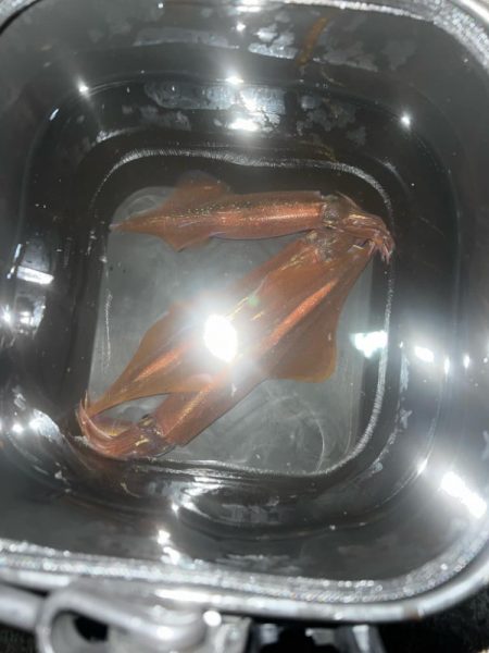 今年初投稿　初ヤリイカ