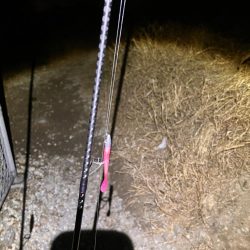 極寒爆風の中の1匹