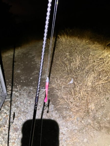 極寒爆風の中の1匹