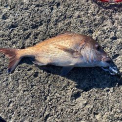 カゴ釣りで60cmの真鯛