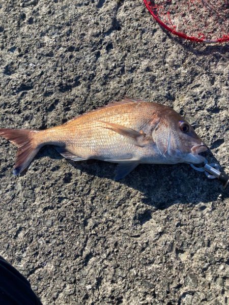 カゴ釣りで60cmの真鯛