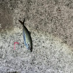 まだアジ居ます