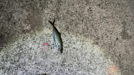 まだアジ居ます