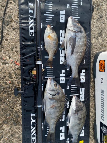 グレ狙いのはずがチヌ。