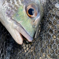 今日も今日とて