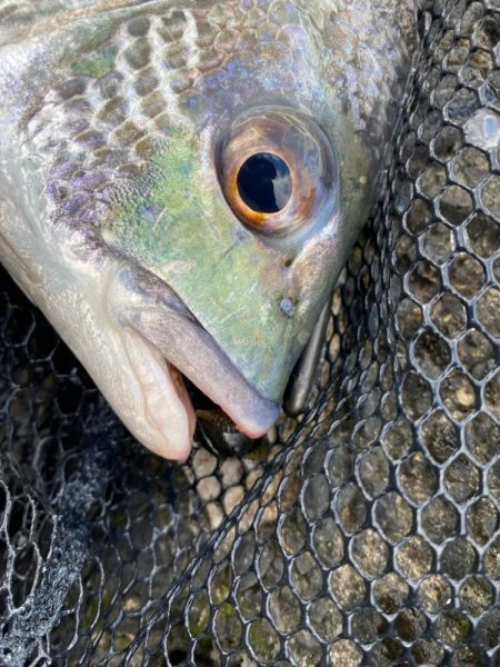 今日も今日とて