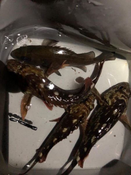 ムニエルにハマってます