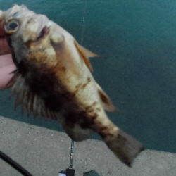 新年初ライトゲーム