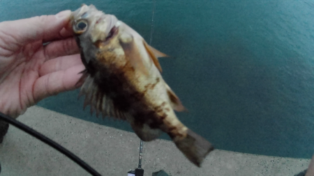 新年初ライトゲーム