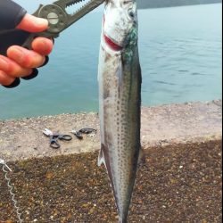 先週のサゴシ釣行に味をしめ