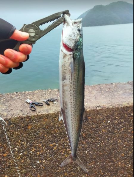 先週のサゴシ釣行に味をしめ
