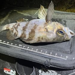 姫路メバリングで初釣り|メバル激渋!ガシラ高活性!!