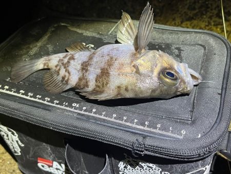 姫路メバリングで初釣り|メバル激渋!ガシラ高活性!!