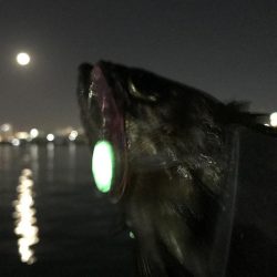 メバルは真冬の激渋!ガシラは産卵前の荒食いで爆釣モード!!