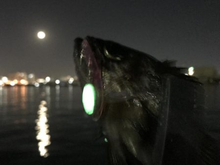 メバルは真冬の激渋!ガシラは産卵前の荒食いで爆釣モード!!