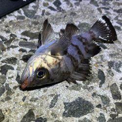 メバルは真冬の激渋！ガシラは産卵前の荒食いで爆釣モード！！