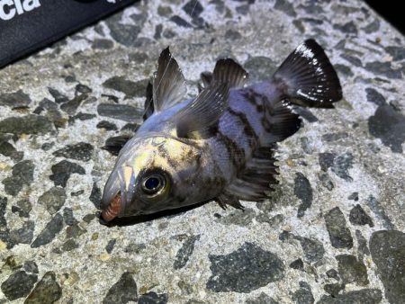 メバルは真冬の激渋！ガシラは産卵前の荒食いで爆釣モード！！