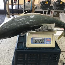 新年からのブリ