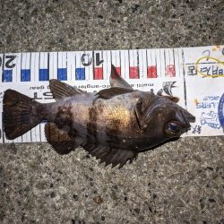 メバリングがアジングに