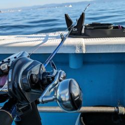 色んな魚種（サウス）